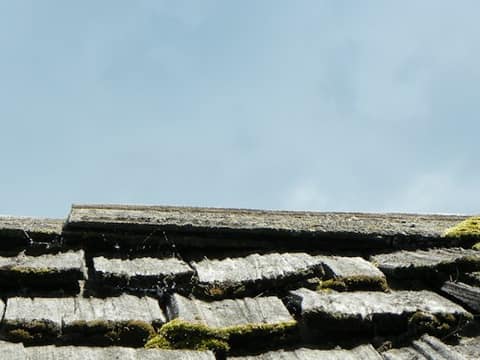 Moss on old shingles